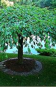 Image result for Weeping Crab Apple Tree