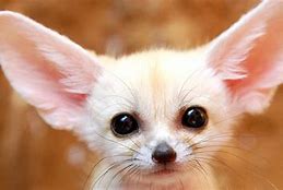 Image result for Most Cute Animal in the World