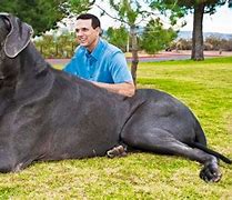 Image result for Biggest Dog Real