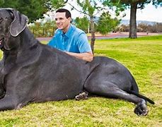 Image result for Biggest Dog in the World Ever Alive