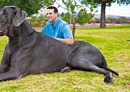 Image result for Most Biggest Dog