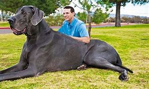 Image result for World's Biggest Fattest Dog