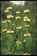 Image result for Phlomis russeliana