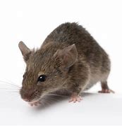 Image result for Mice