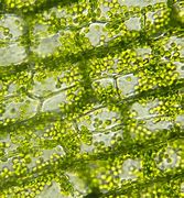 Chlorophyll 的图像结果