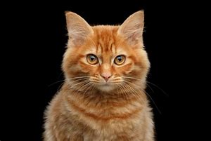 Image result for Orange Cat On White Background