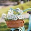 Image result for Bike with Flower Basket
