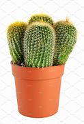 Image result for Potted Cactus
