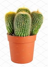Image result for Cactus Tree Pot