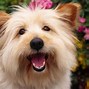 Image result for Butterfly Wallpaper for Laptop Dogs