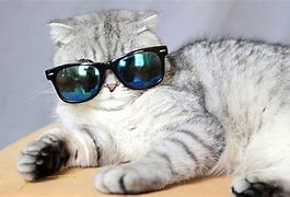 Image result for Cat Glasses Wallpaper for Laptop