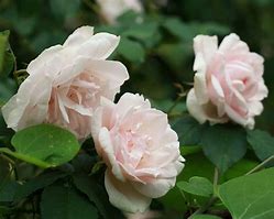 Image result for Rosa Mme Alfred Carriere