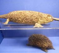 Image result for Echidna Food