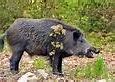 Image result for Sus Scrofa