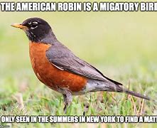Image result for Robin Bird Meme