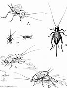 Image result for Rhaphidophoridae Cave Crickets