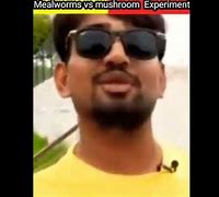 Image result for Live Mealworms
