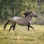 Image result for Spanish Mustang