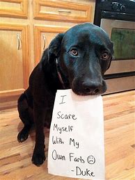 Image result for Meme Bad Dog Newspaper