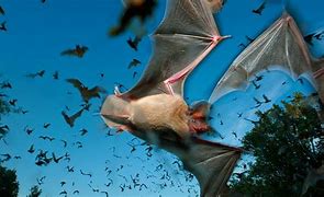 Image result for Bat Nature Photography HD