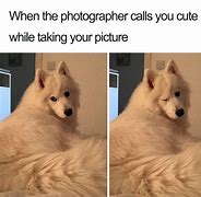 Image result for Distorted Dog Meme
