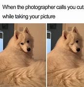 Image result for Dog Dank Memes Gifs