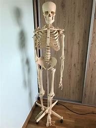 Image result for Life-Sized Skeleton