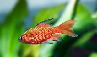 Image result for Rosy Barb Fish