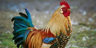 Image result for Coq Cute