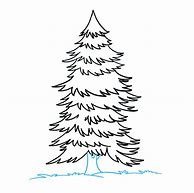 Image result for Spruce Tree Drawing