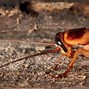 Image result for Wood Roaches vs Cockroaches