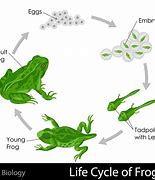 Image result for Life Cycle of a Frog Diagram