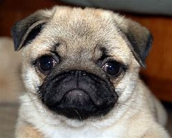 Image result for Pug Puppy