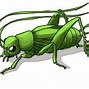 Image result for How to Draw Cricket Art for Kids Hub