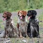 Image result for Chien Epagneul Breton