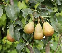 Image result for Pyrus Fruit