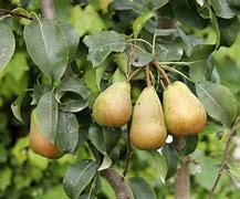 Image result for Pyrus communis Emile dHeyst