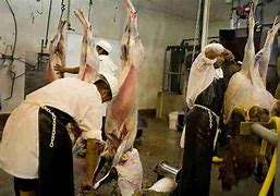 Image result for Halal Slaughter