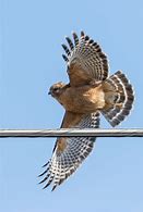 Image result for Buteo lineatus