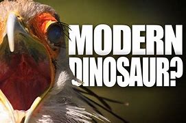 Image result for Dinosaur Bird Evolution