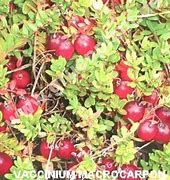 Image result for Vaccinium macrocarpon Red Star