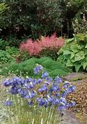 Image result for Allium beesianum