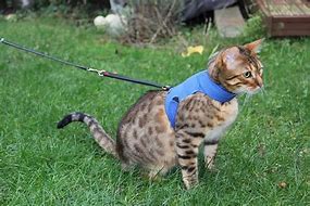 Image result for cat harness