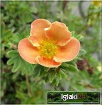 Bildergebnis für Potentilla fruticosa Glamour Girl