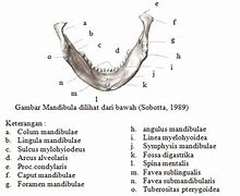 Image result for Anatomi Mandibula