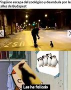 Image result for Cago Pinguino Meme