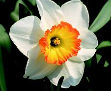 Image result for Narcissus Roulette