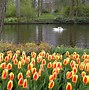 Image result for Flowers Dutch Windmills