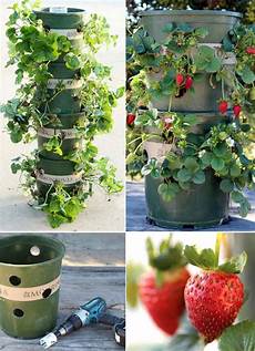 vasi per fragole vendita idee per coltivare le fragole in verticale orto vasi per fragole vendita idee per coltivare le fragole in verticale orto