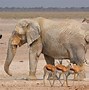 Image result for African Savanna Animals List